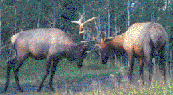 Elk Tours